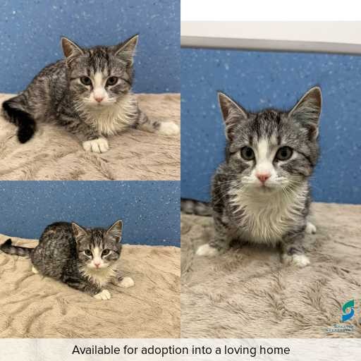 Photo of cat with ID of : C260489.