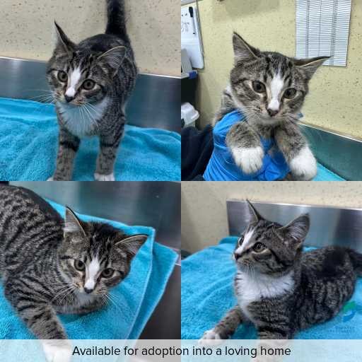 Photo of cat with ID of : C260490.