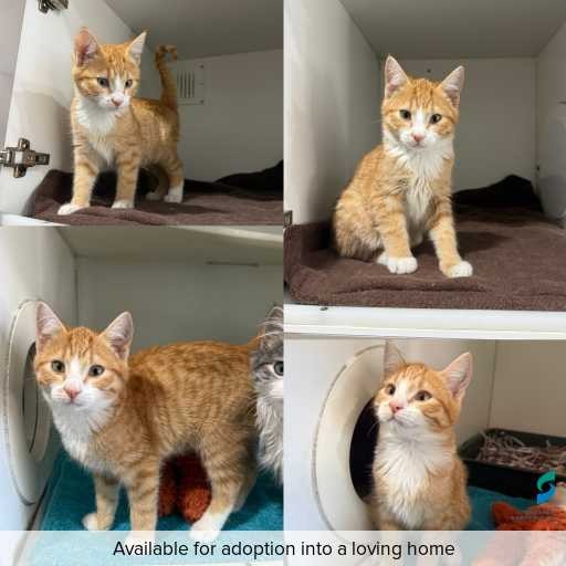 Photo of cat with ID of : C260493.