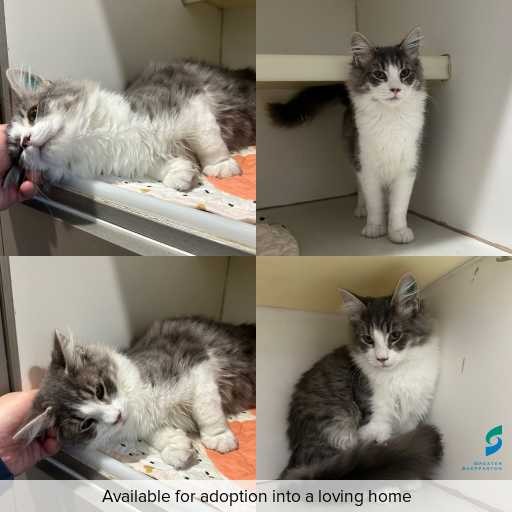 Photo of cat with ID of : C260498.