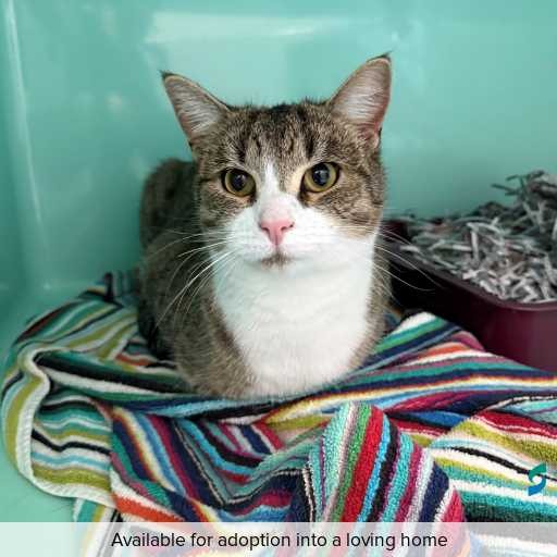 Photo of cat with ID of : C260503.