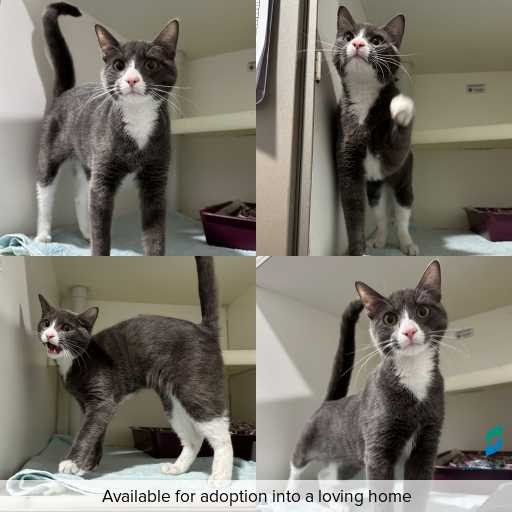 Photo of cat with ID of : C260507.
