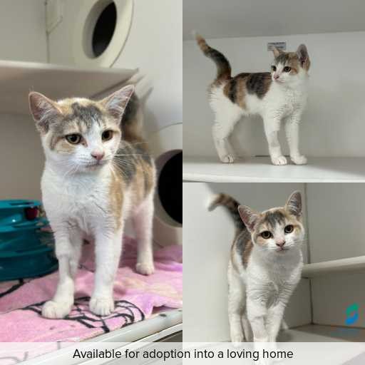 Photo of cat with ID of : C260512.