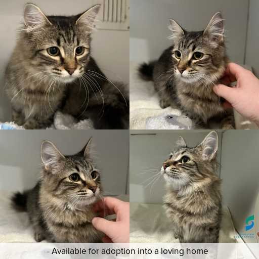 Photo of cat with ID of : C260517.