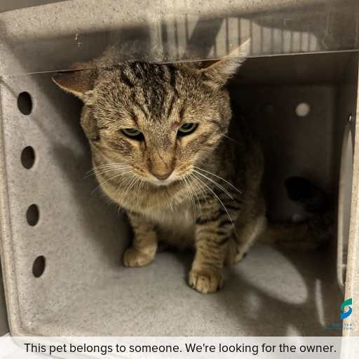 Photo of cat with ID of : C260526.