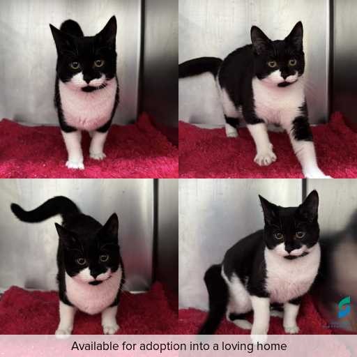 Photo of cat with ID of : C260527.
