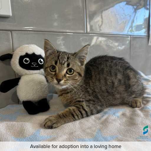 Photo of cat with ID of : C260546.