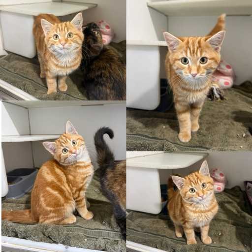 Photo of cat with ID of : C260567.