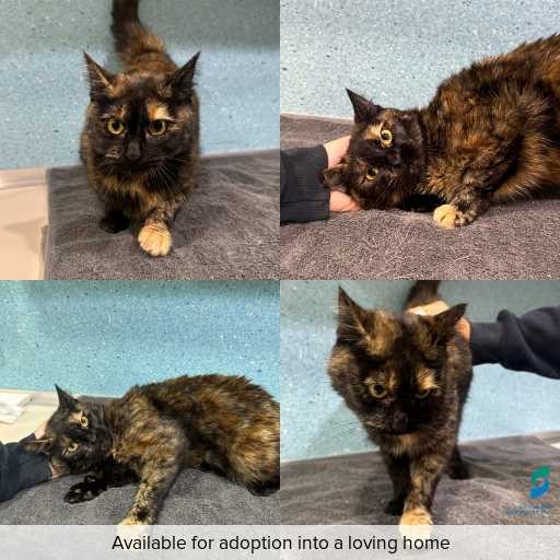 Photo of cat with ID of : C260568.