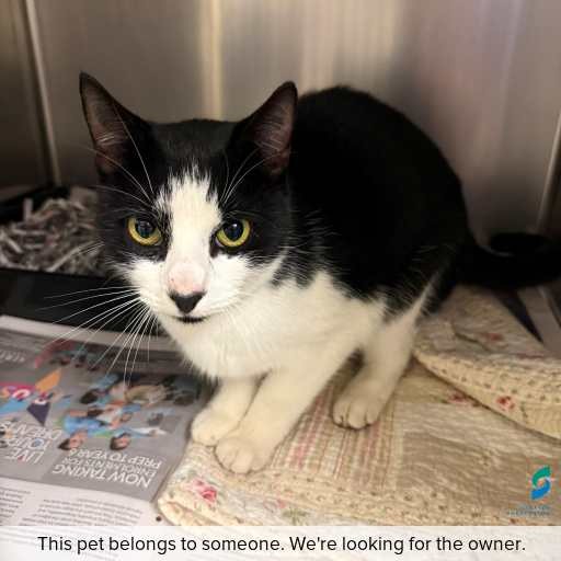 Photo of cat with ID of : C260582.