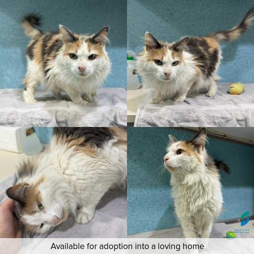 Photo of cat with ID of : C260585.