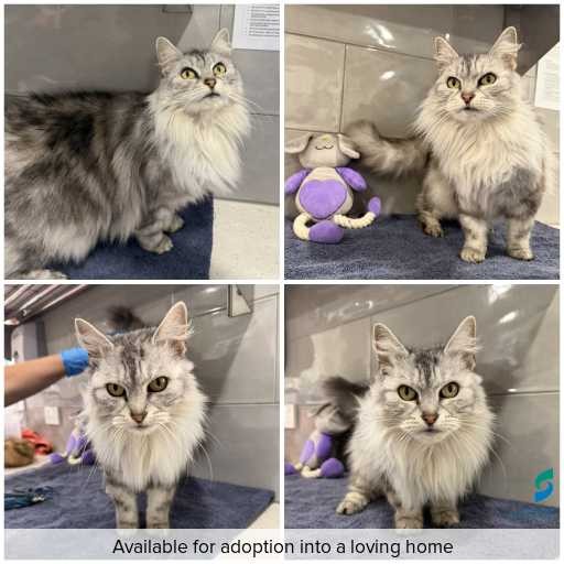 Photo of cat with ID of : C260588.