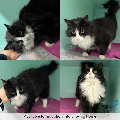 Photo of cat with ID of : C260589.