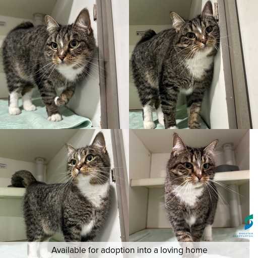Photo of cat with ID of : C260591.