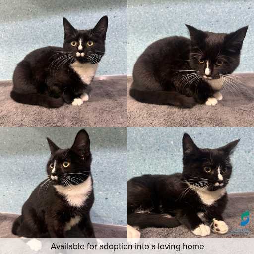 Photo of cat with ID of : C260599.
