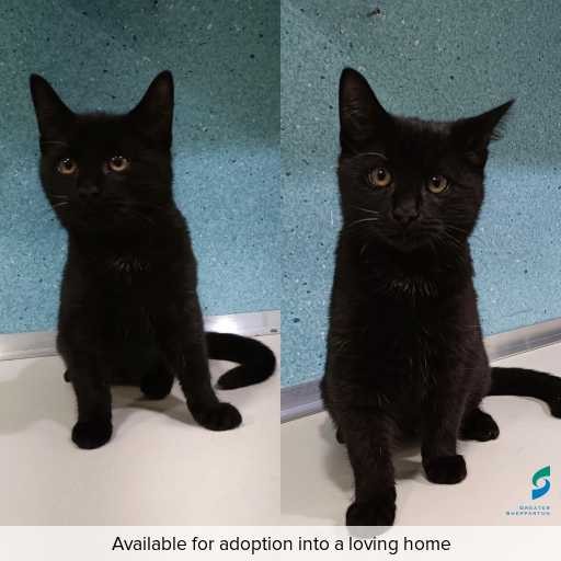 Photo of cat with ID of : C260600.