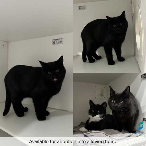 Photo of cat with ID of : C260601.