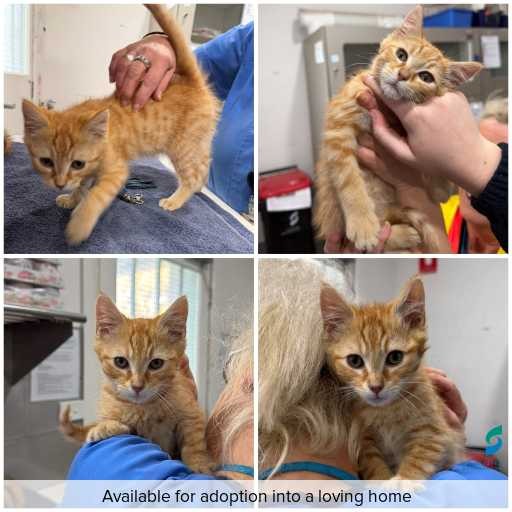 Photo of cat with ID of : C260605.