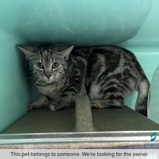 Photo of cat with ID of : C260616.