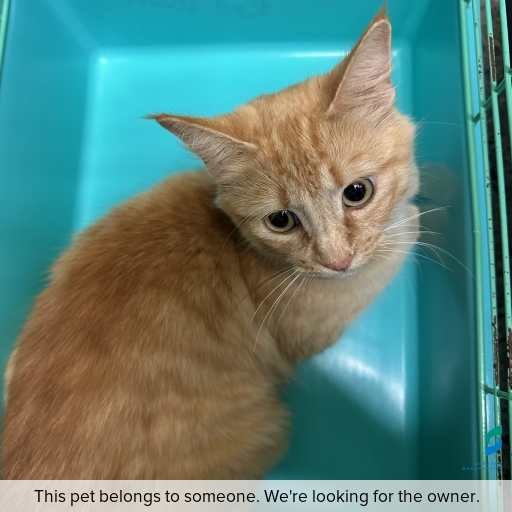 Photo of cat with ID of : C260621.