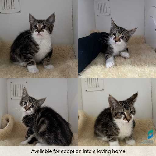 Photo of cat with ID of : C260639.