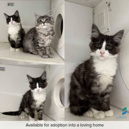 Photo of cat with ID of : C260641.