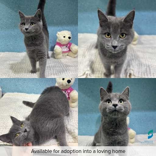 Photo of cat with ID of : C260645.