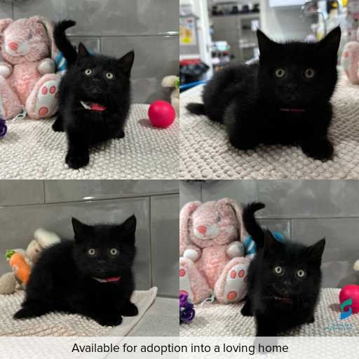 Photo of cat with ID of : C260647.