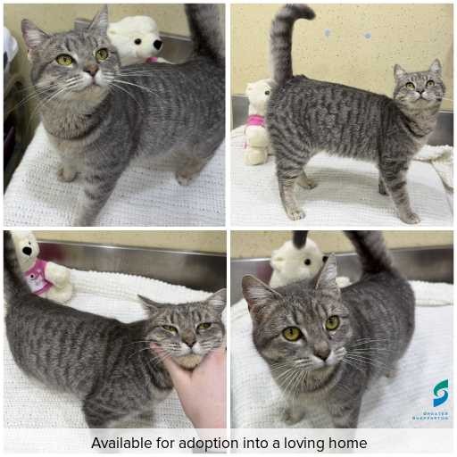 Photo of cat with ID of : C260653.
