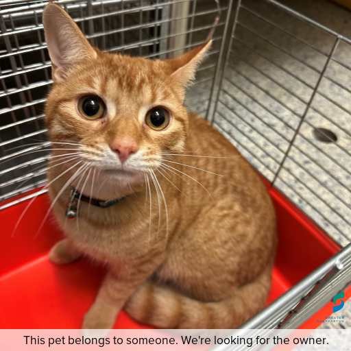 Photo of cat with ID of : C260665.