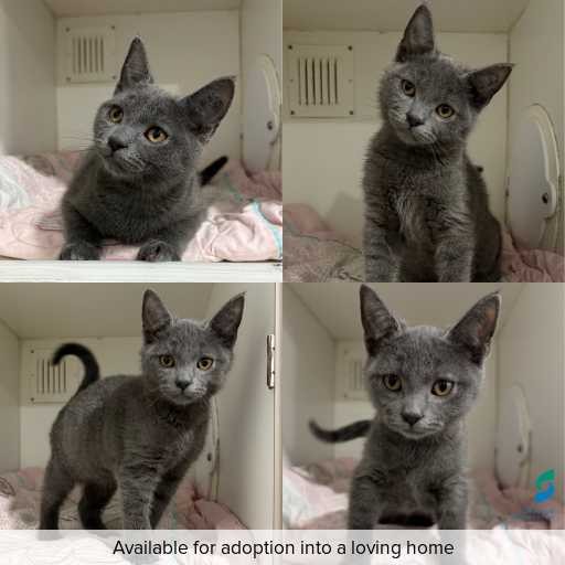 Photo of cat with ID of : C260677.
