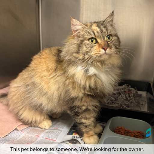 Photo of cat with ID of : C260678.