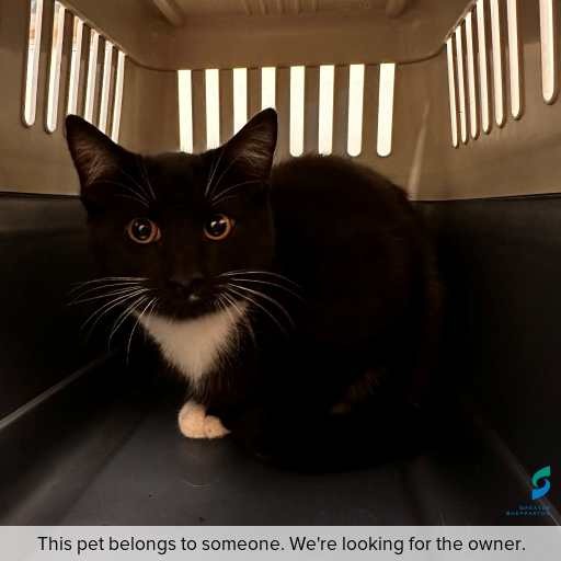 Photo of cat with ID of : C260301.