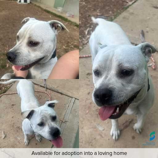 Photo of dog with ID of : D260003.