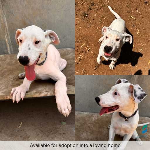 Photo of dog with ID of : D260017.