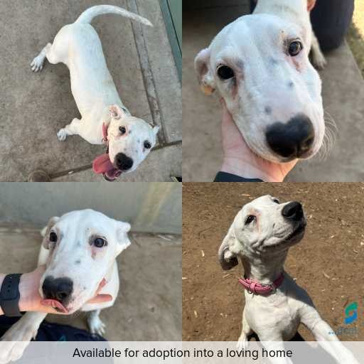 Photo of dog with ID of : D260019.