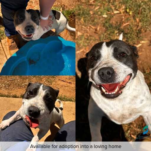 Photo of dog with ID of : D260047.