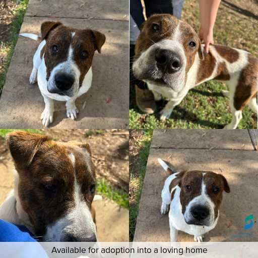 Photo of dog with ID of : D260051.