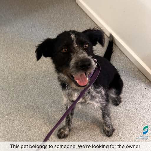 Photo of dog with ID of : D260063.