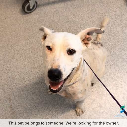 Photo of dog with ID of : D260062.