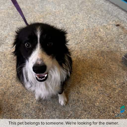 Photo of dog with ID of : D260067.