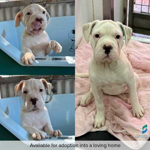 Photo of dog with ID of : D260075.