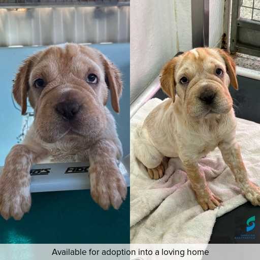 Photo of dog with ID of : D260076.