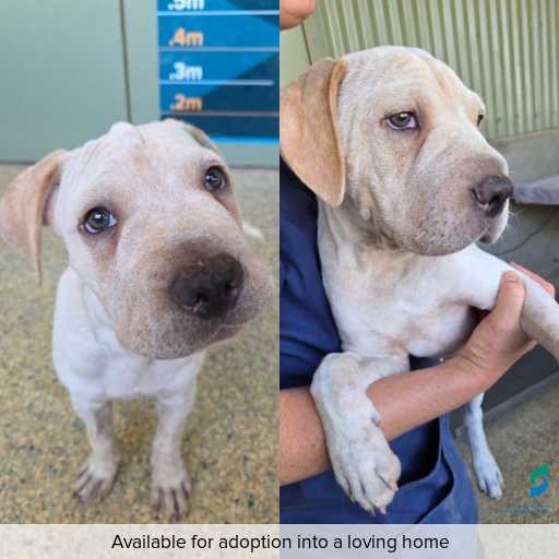 Photo of dog with ID of : D260079.