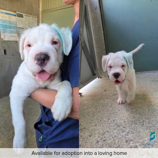 Photo of dog with ID of : D260080.