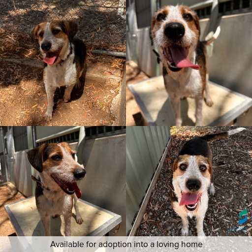 Photo of dog with ID of : D260085.