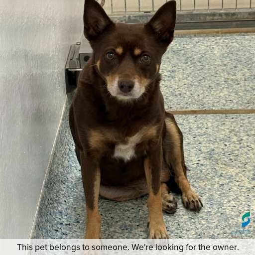 Photo of dog with ID of : D260088.