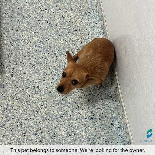 Photo of dog with ID of : D260089.