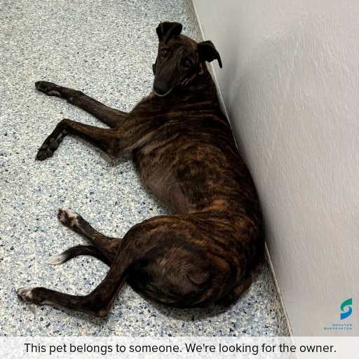 Photo of dog with ID of : D260091.