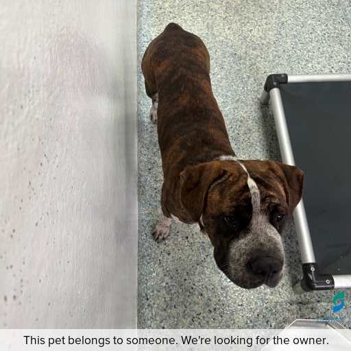 Photo of dog with ID of : D260107.